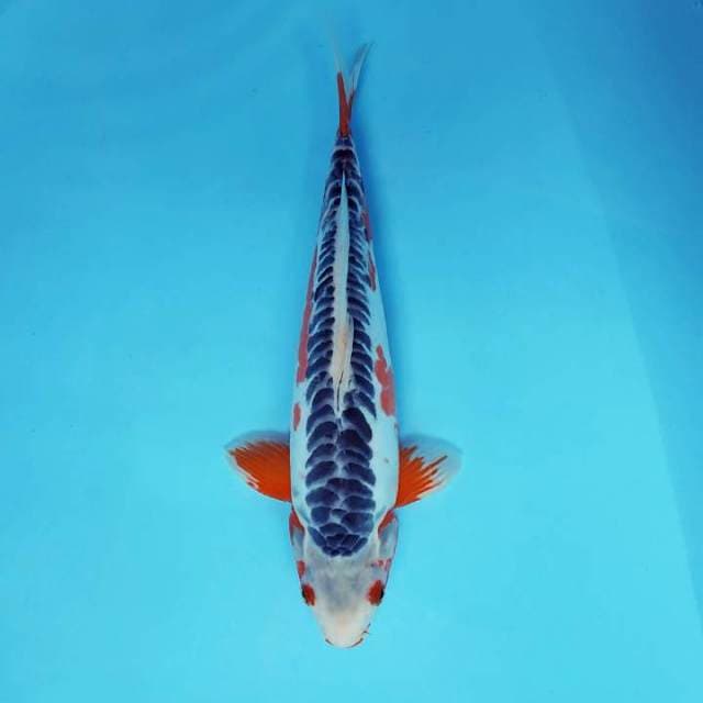 SATRYA 7 - SHUSUI
