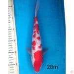KOHAKU, 28CM MALE