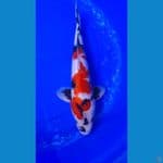 JANTAN SHOWA 40 CM