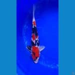 JANTAN SHOWA 40 CM
