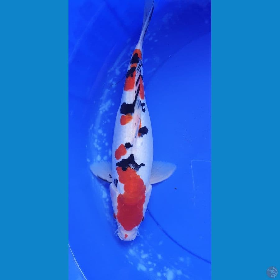 SANKE DOITSU 41 CM