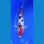 SANKE DOITSU 41 CM
