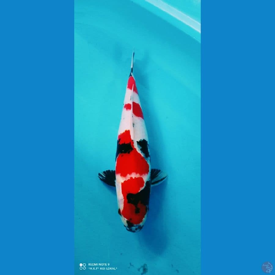 jantan 45 cm orrii