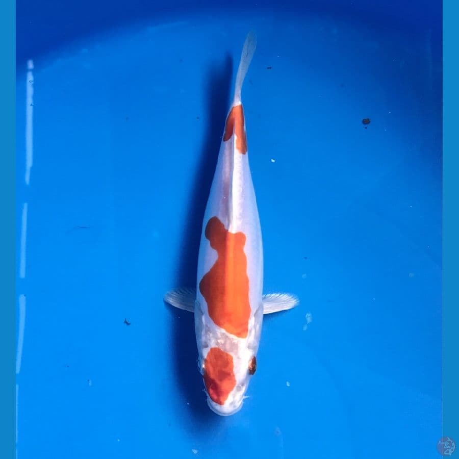 kikushui 20cm