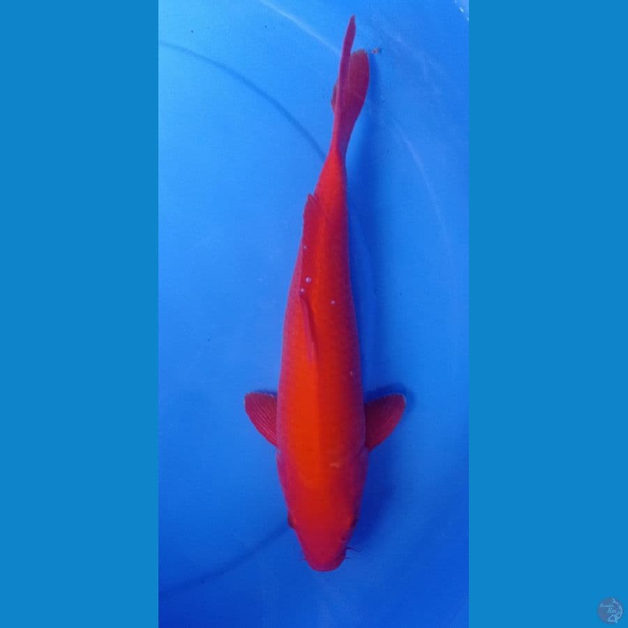 BENIGOI 35CM