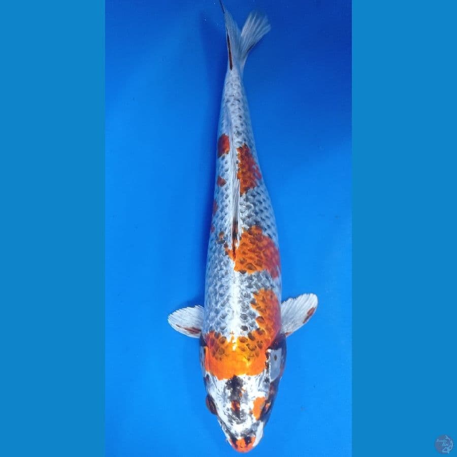BENIGINGA 34CM