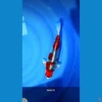 GOSIKI Show Quality 35cm