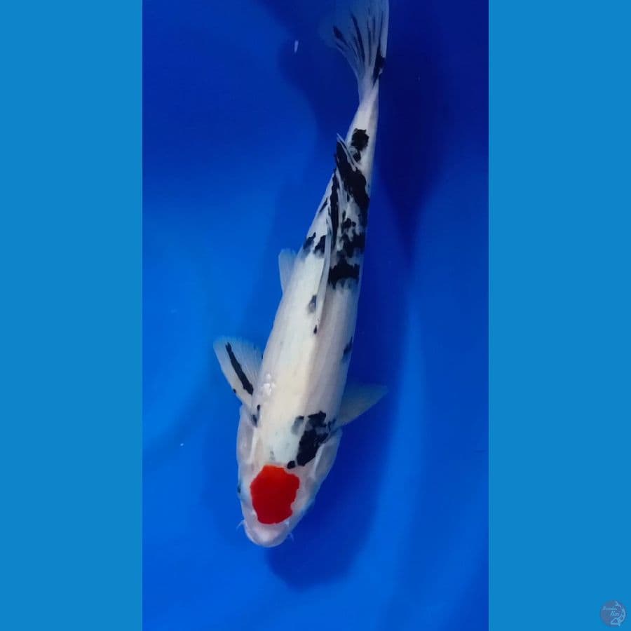 TANCHO SANKE SIZE 35CM[[JANTAN]]
