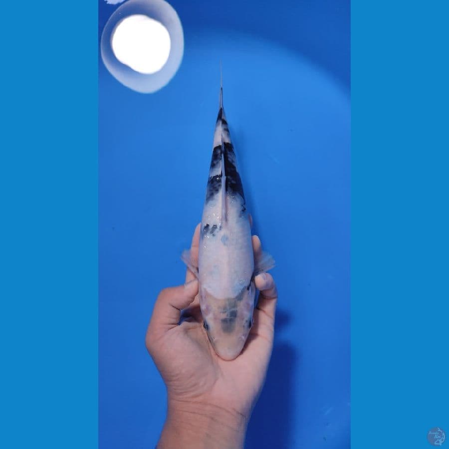 SHIRO 27CM - FEMALE