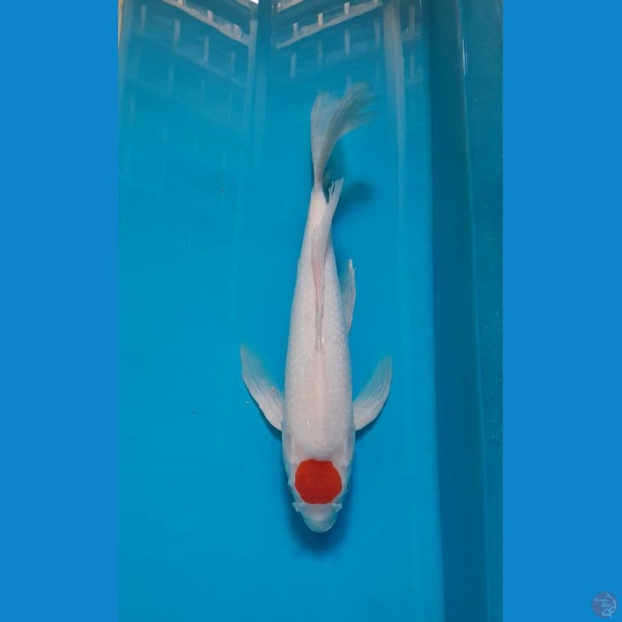 tancho kohaku kumpay 48 cm
