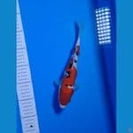 DOITSU SANKE INAZUMA 26CM