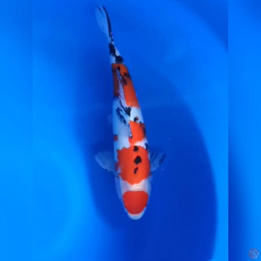 MARUTEN SANKE # 32CM - M