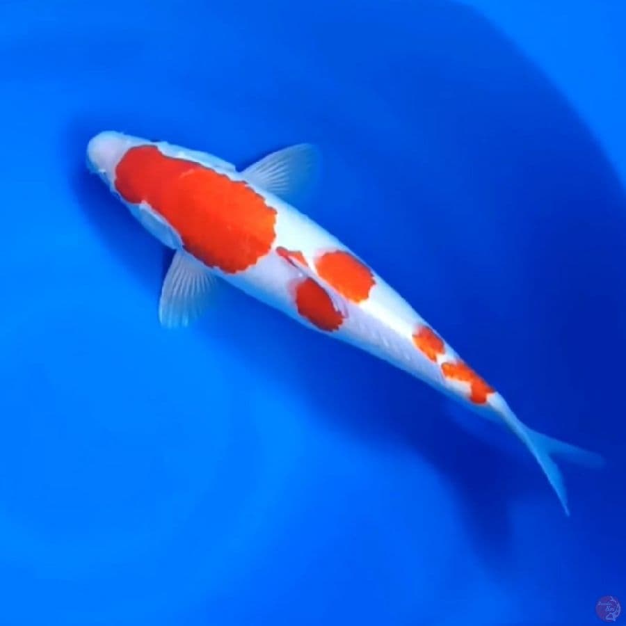 KOHAKU PATTREN # 31CM - F
