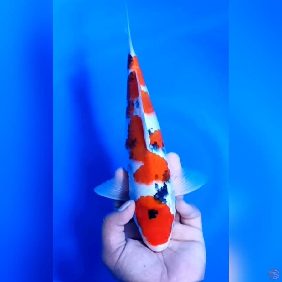 MARUTEN SANKE # 29CM - M