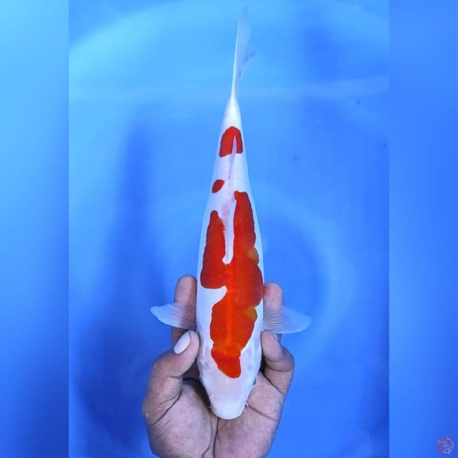 DOITSU KOHAKU # 30CM - F