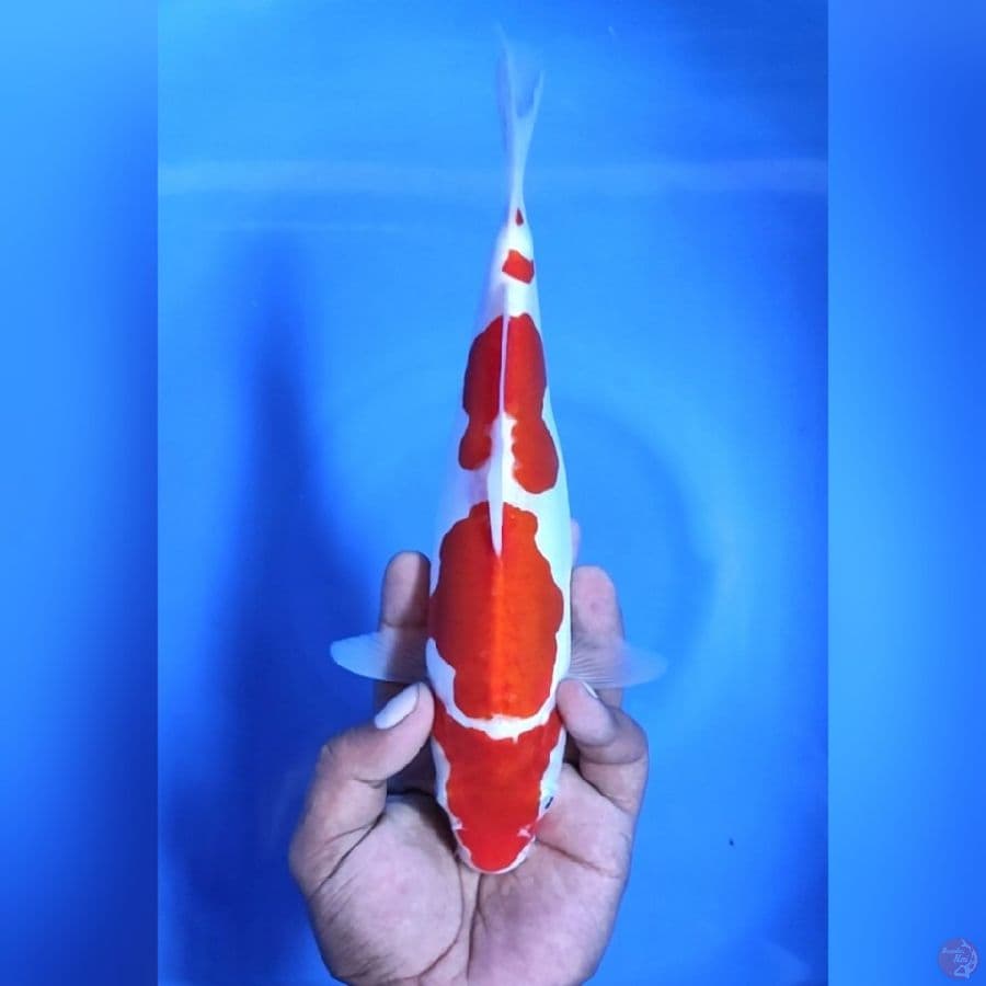 DOITSU KOHAKU # 26CM - F