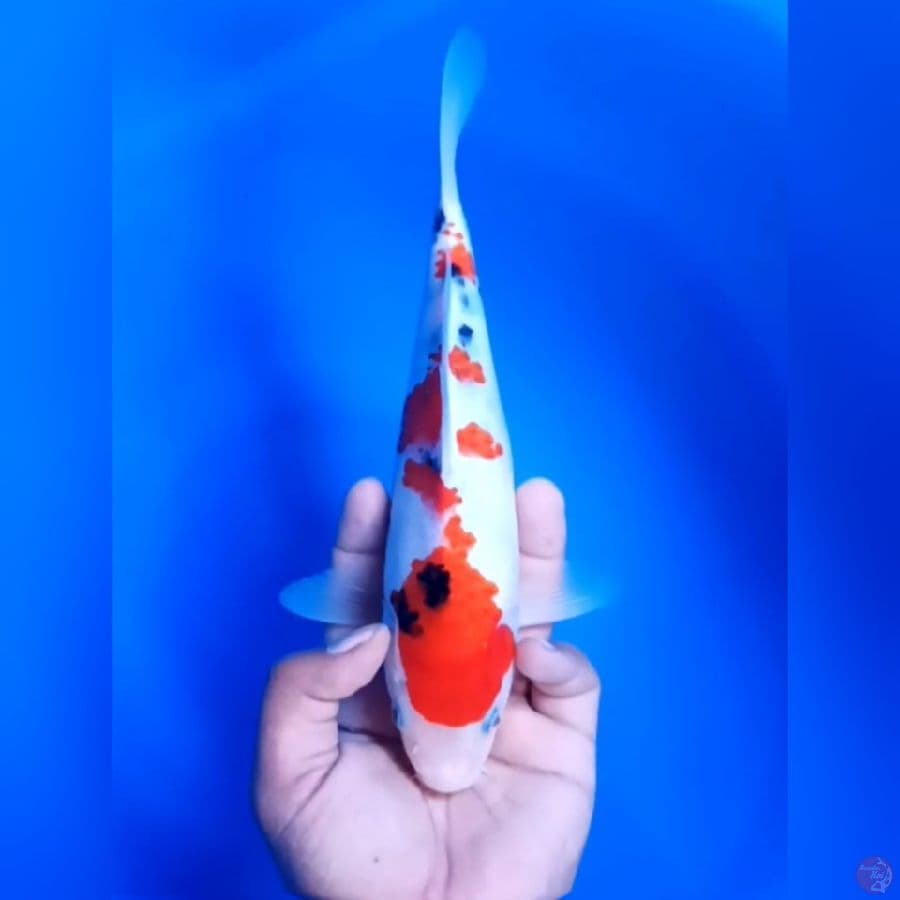 SANKE MANTAP # 26CM - M