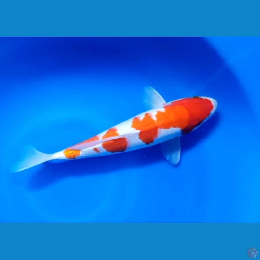 KOHAKU ISTIMEWA # 32CM - M