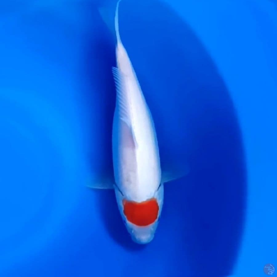 TANCHO KOHAKU # 29CM - F