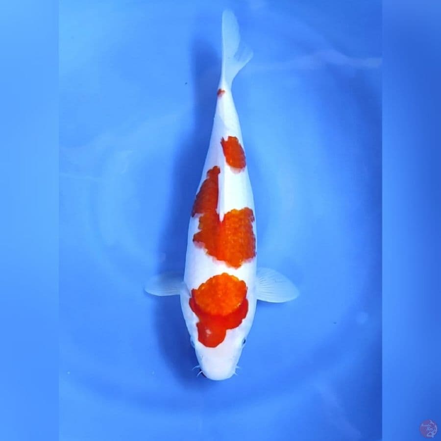 KOHAKU CALON JUMBO # 35CM - F