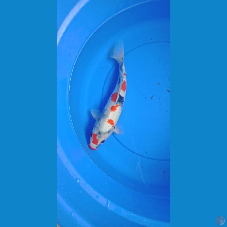 kindai showa original 33cm