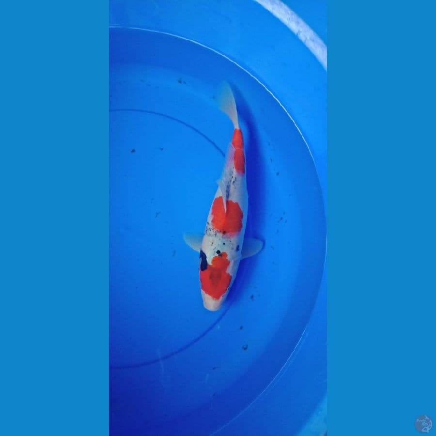 showa strong original tategoi 30cm