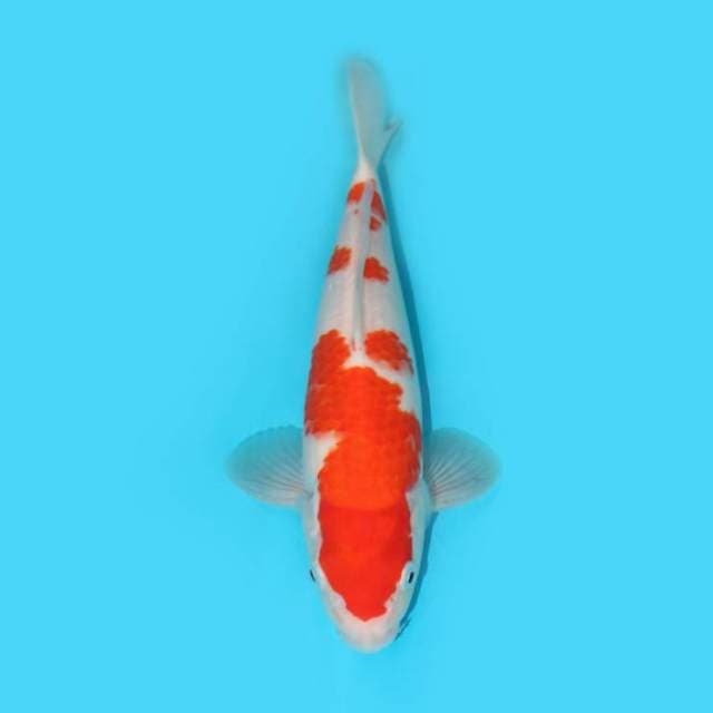 KOHAKU 29 CM