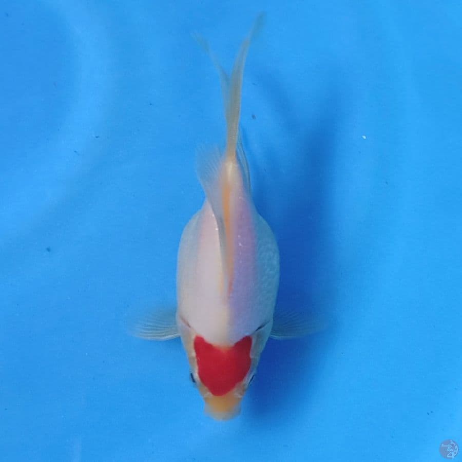 tamasaba long tail 17cm