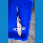 Matsukawabake 47cm MALE