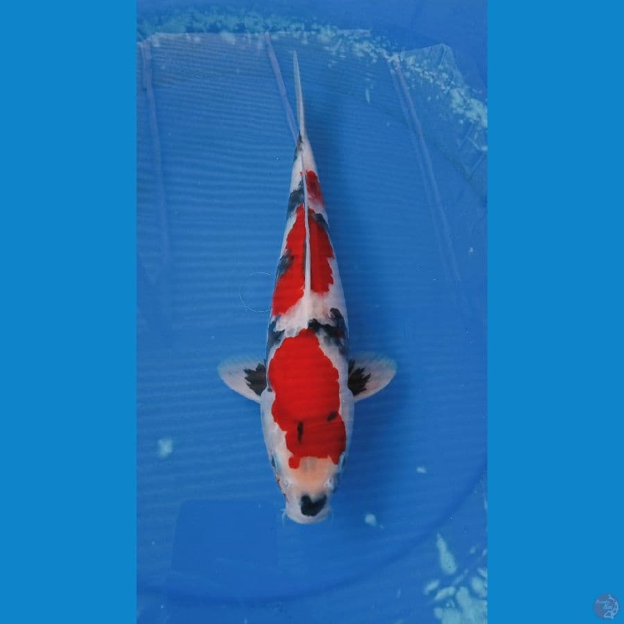 Showa SQ,Male 35 cm. 