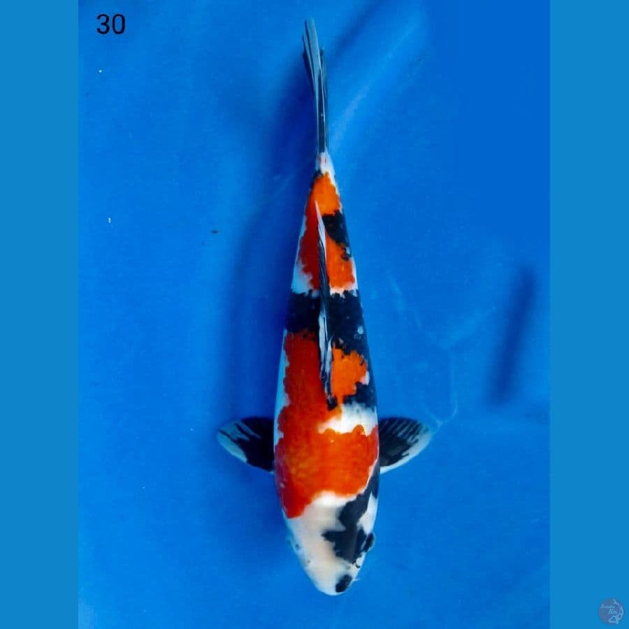Showa f1 male 30cm