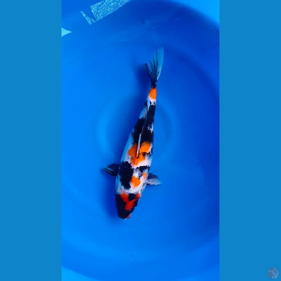 SHOWA SIZE 39CM