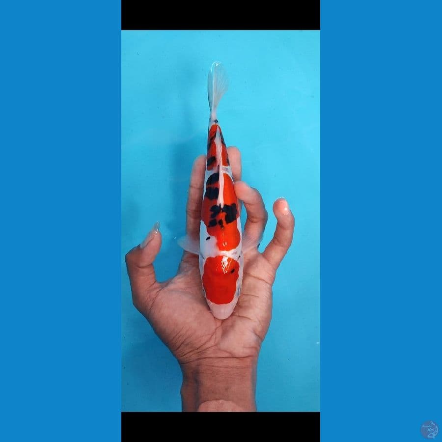 sanke doitsu murni 20 cm ( cut)