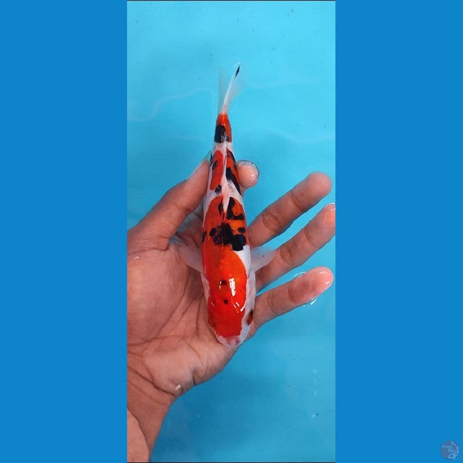doitsu sanke -+ 17 cm (cut)