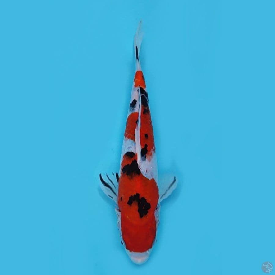 taiso sanke 22 cm male (cut) 