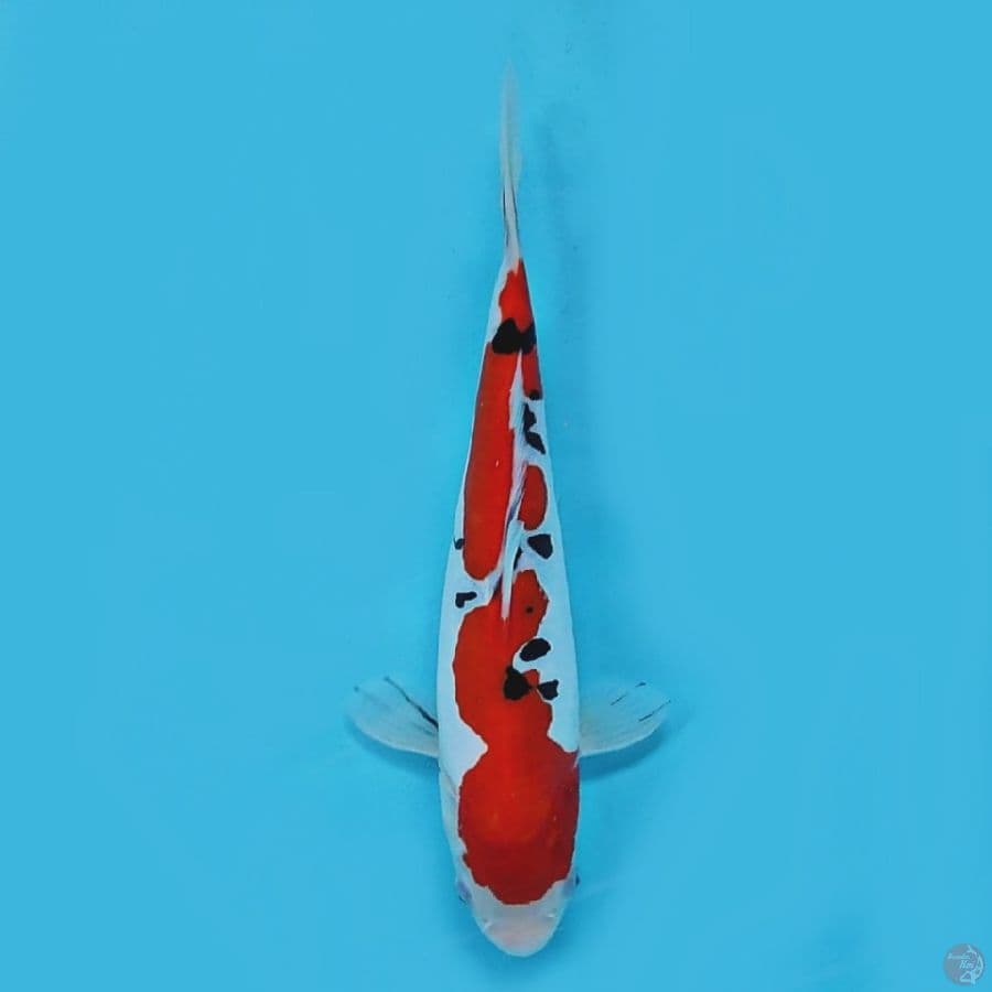 doitsu sanke murni 27 cm original