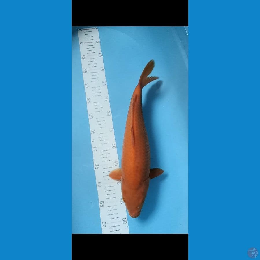 caramel 40cm
