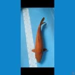 caramel 40cm