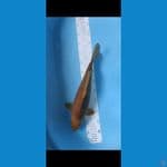 caramel 40cm