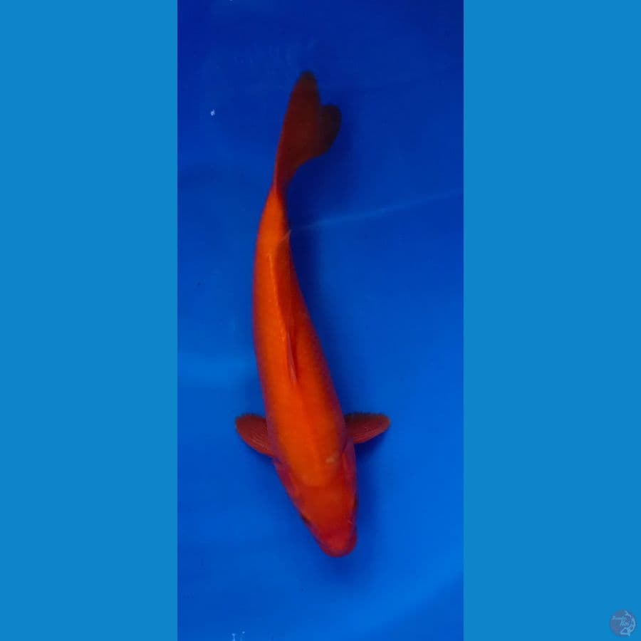 BENIGOI TEMBUS‼️ 35CM[[JANTAN]]