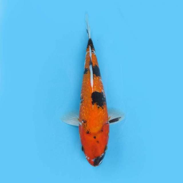 SHOWA GINRIN 31 CM