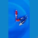 trio hq sq 23-24cm
