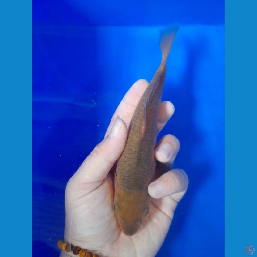 15cm caramel