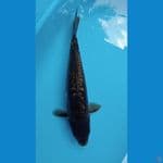 Naga hitam