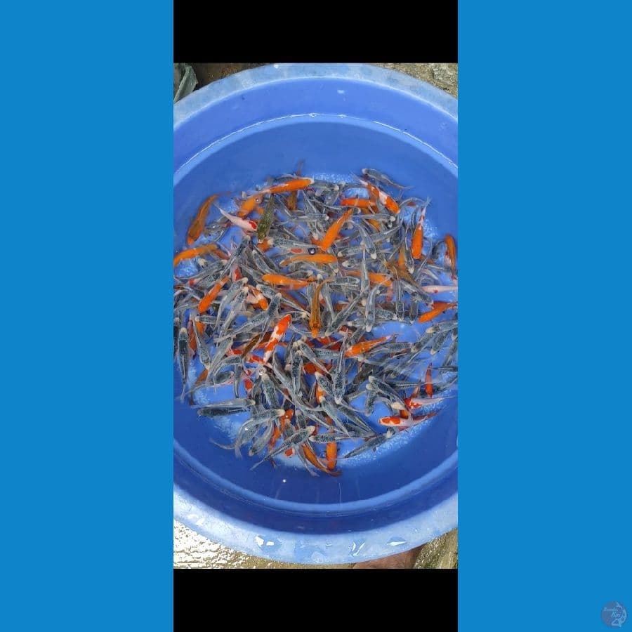 250ekor 7-12cm mix asagi kohaku aigoromo