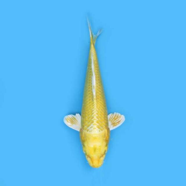 OGON 22 CM