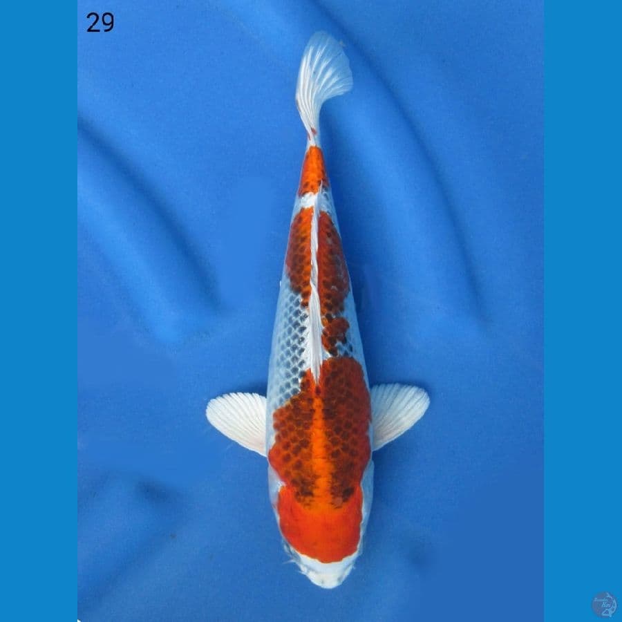 29cm - Kujaku