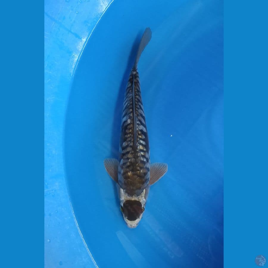 tancho diamond 40cm male