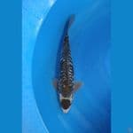 tancho diamond 40cm male