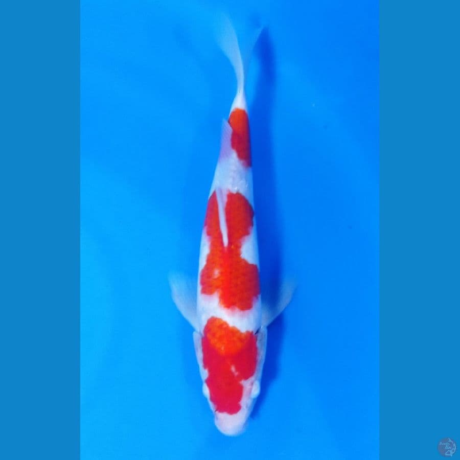 kohaku 30cm